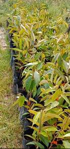 Anak pokok Durian Duri Hitam 2 kaki