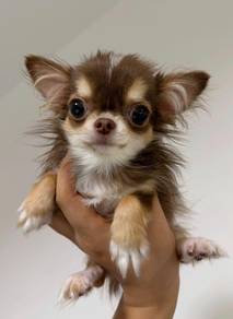 Chihuahua