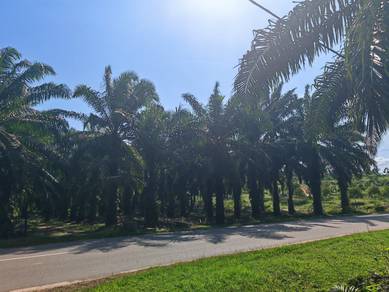 Agricultural Land in Gemencheh, NSN
