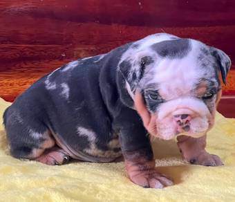 ENGLISH BULLDOG PUPPIES Female C013