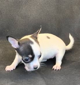 Chihuahua puppy (female)