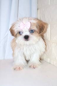 J0166 Shih Tzu Big Eyes Baby Face Dog