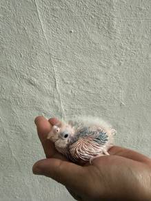 cockatiel