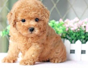T1811 Tiny Poodle little smaller size puppy