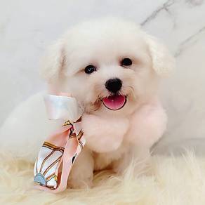Bichon