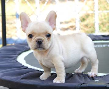 FRENCH BULLDOG PUPPIES 🌻S115 Charming Girl