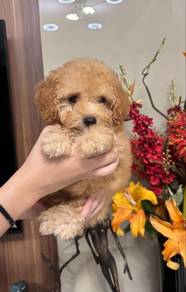 cavapoo3