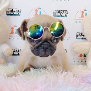 Pug
