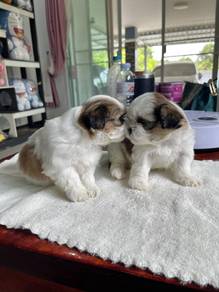 shihtuz 
