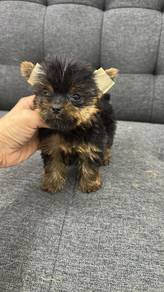 Yorkshire TerrierFemaleAF-1Dob : 26-06-26