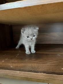 scottish fold blue small ear male