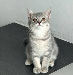 British shorthair kitten