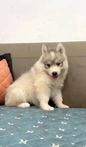 Wooly husky silver female