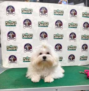 Big Head maltese 2026