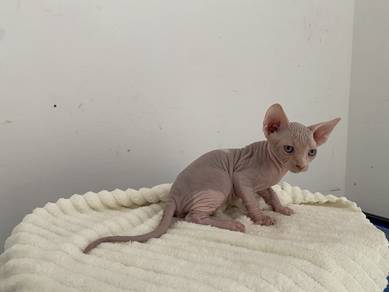 Sphynx kitten male