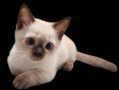 Ragdoll mix munchkin supershort