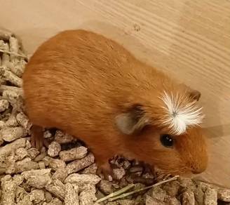 Crested Guinea Pig