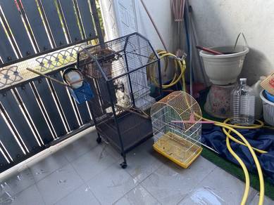 Sangkar Burung / Sugar Glider