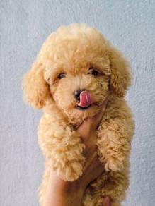 Maltipoo puppy.