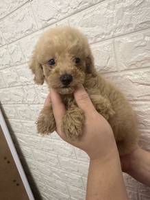 Toy Poodle