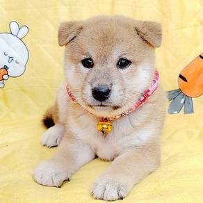 Shiba