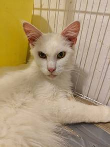 Purebred White Maine Coon – Female 