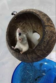 Tupai Mini / Dormouse / Micro Squirrel