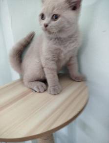 british short hair lilac male 