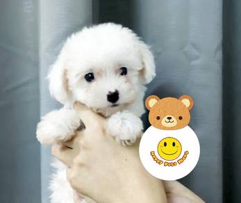 QW9000 Tiny Poodle WHITE #MKA puppy