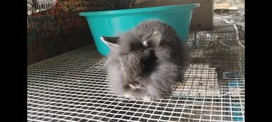 Lion Head rabbit arnab