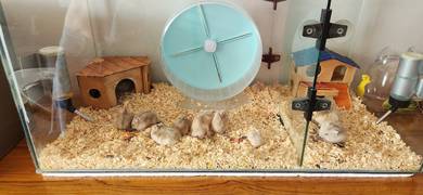 Red-eyed hamsters for sale