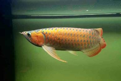 arowana blood red 18 inch-wholesale price
