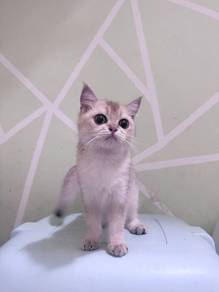 British Shorthair (BSH) Golden