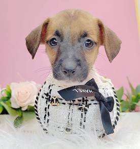 Jack rusell terrier JRT