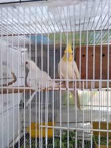 Cockatiels  (1Pair) M - Latino / F -Albino Red Eye