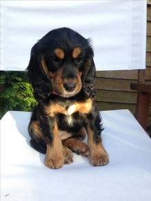 B6649 Muzzle-muffin English Cocker Spaniel Sweet F