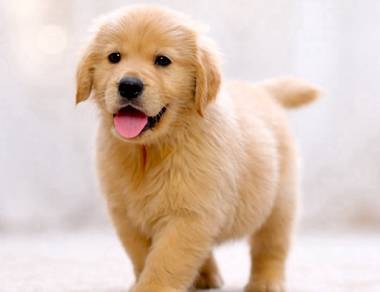 golden retriever 