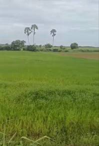 Agricultural Land in Pendang, KDH