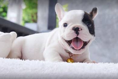 FRENCH BULLDOG PUPPIES VIP117🌻 Cute & Healthy Boy