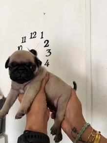 pug 