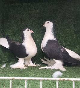 burung merpati Lahore induk sepasang 