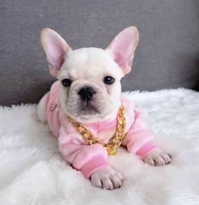 FRENCH BULLDOG PUPPIES 🌻VIP154  Girl