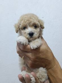 Tiny Poodle Super Cute A1 quality