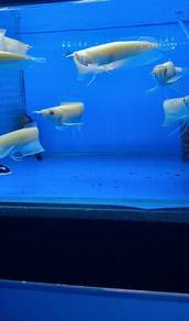 [BEST BUY] Albino Arowana 