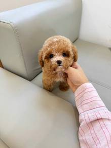 Mimi poodle -Girl 