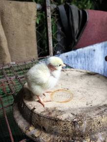 anak ayam kampung 