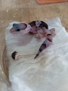 Fattail Gecko 