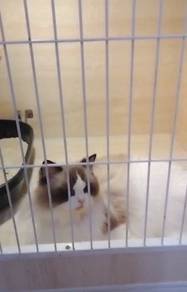 Ragdoll 2 to 8 month old kitten