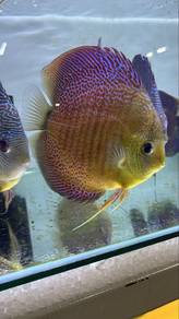 discus