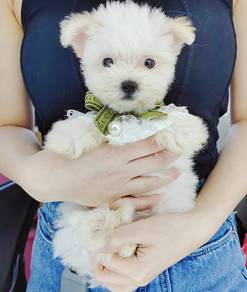 Bichon
